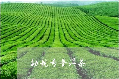 勐龙号普洱茶/2023101627380