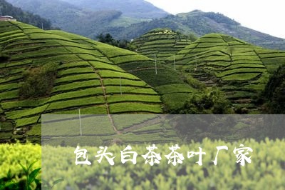 包头白茶茶叶厂家/2023061500384