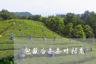 包头白茶茶叶招商/2023061578059