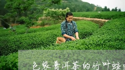 包装普洱茶的竹叶蛀虫/2023100607470