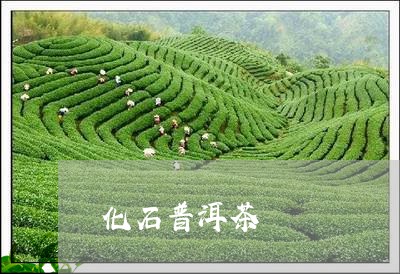 化石普洱茶/2023090586069