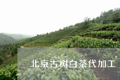 北京古树白茶代加工/2023071546029