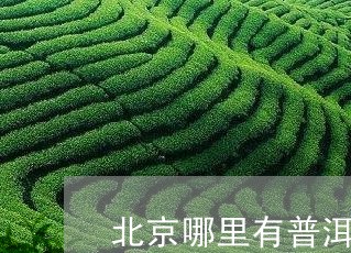 北京哪里有普洱茶卖呀/2023062994828