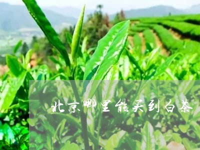 北京哪里能买到白茶/2023121757571