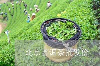 北京普洱茶批发价/2023121580503