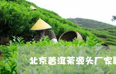 北京普洱茶源头厂家联系方式/2023052890582