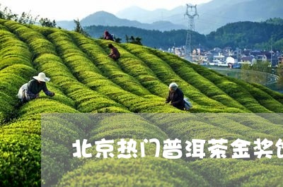 北京热门普洱茶金奖饼/2023080147281