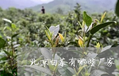 北京白茶有哪些厂家/2023121743714