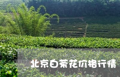 北京白茶花价格行情/2023121716281