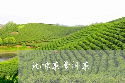 北京茶普洱茶/2023042812549