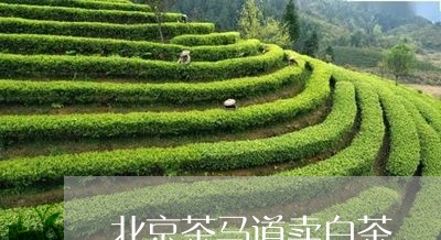 北京茶马道卖白茶/2023061605939