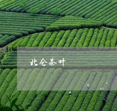 北仑茶叶/2023090136178