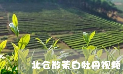 北仓散茶白牡丹视频/2023081381827