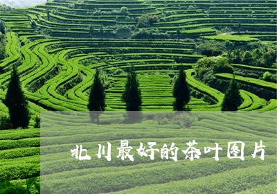 北川最好的茶叶图片/2023042523839