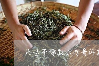 北方干燥怎么存普洱茶好/2023082814836