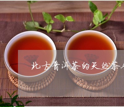 北方普洱茶的天然茶仓/2023100756471