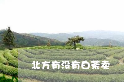 北方有没有白茶卖/2023061639382