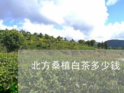 北方桑植白茶多少钱/2023071537168