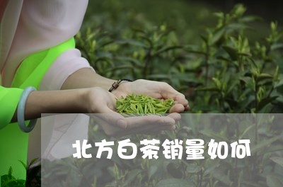 北方白茶销量如何/2023061630804