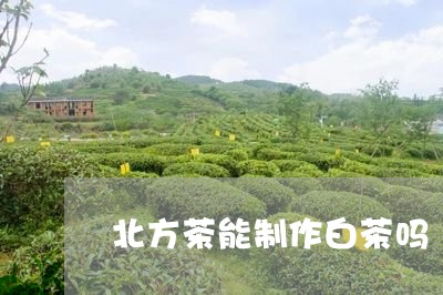 北方茶能制作白茶吗/2023081348605