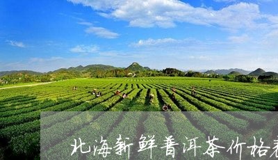 北海新鲜普洱茶价格表图/2023110579782