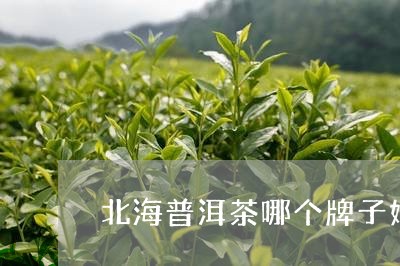 北海普洱茶哪个牌子好/2023100535027