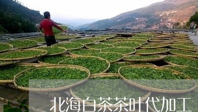 北海白茶茶叶代加工/2023121749492