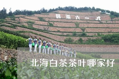 北海白茶茶叶哪家好/2023081320472