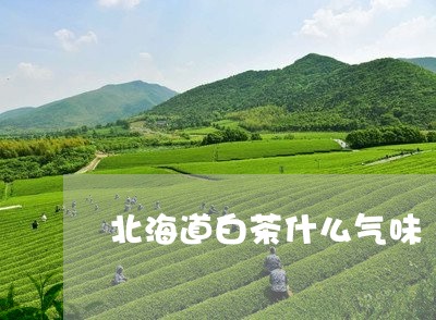 北海道白茶什么气味/2023081307259