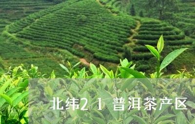 北纬21普洱茶产区/2023100862895