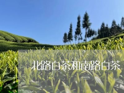 北路白茶和南路白茶/2023121750706