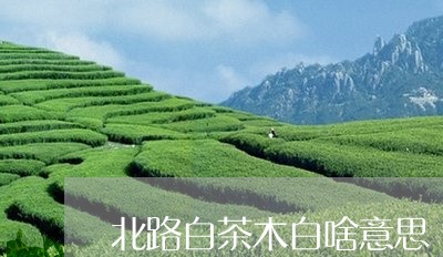 北路白茶木白啥意思/2023121706947