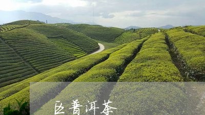 区普洱茶/2023110869382