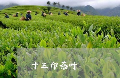 十三印茶叶/2023041774239