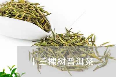 十三棵树普洱茶/2023110519693