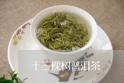 十三棵树普洱茶/2023121569693