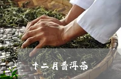 十二月普洱茶/2023101606161