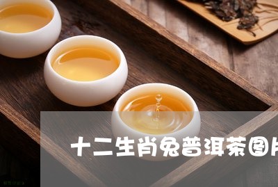 十二生肖兔普洱茶图片大全/2023112571695