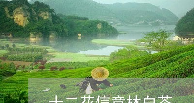 十二花信意林白茶/2023061633715