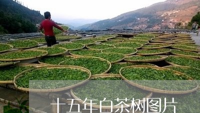 十五年白茶树图片/2023061640626