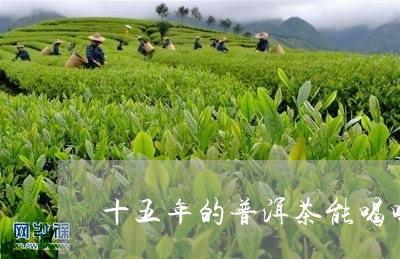 十五年的普洱茶能喝吗/2023072220571