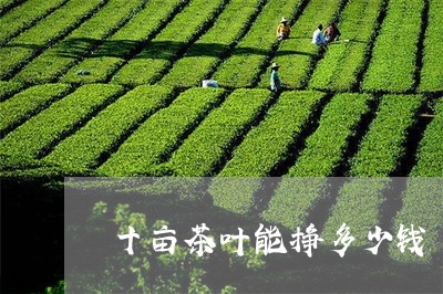 十亩茶叶能挣多少钱/2023042663039