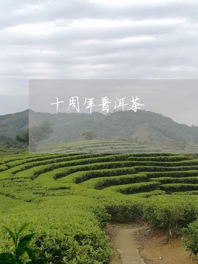 十周年普洱茶/2023090681825