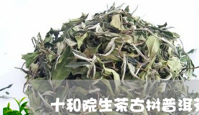 十和院生茶古树普洱茶/2023082794169