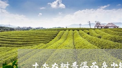 十大古树普洱茶多少钱/2023092655851