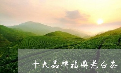 十大品牌福鼎老白茶/2023071637382