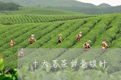 十大茗茶白毫银针/2023090638291