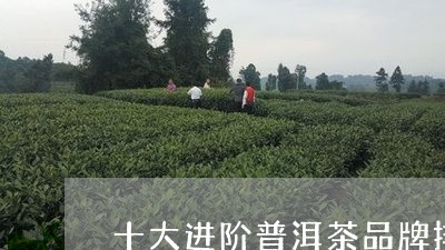 十大进阶普洱茶品牌排名/2023121522706