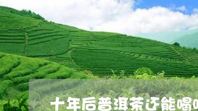 十年后普洱茶还能喝吗/2023092539393