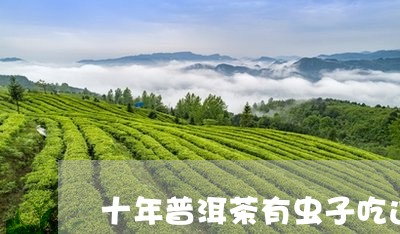 十年普洱茶有虫子吃过/2023092826258